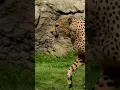Download Lagu mengenali suara hewan, suara cheetah #animals #funny #fyp #shorts #short #chetah #kucingbesar