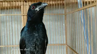 pancingan srigunting kantil