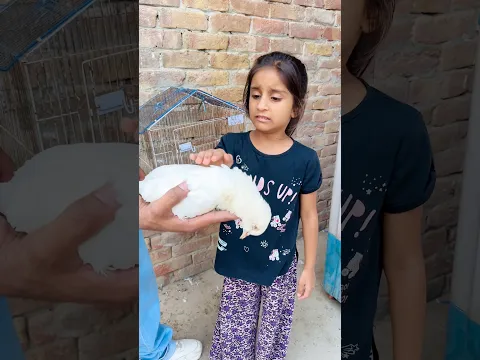 Dua’s beloved pigeon is no more. 💔🕊️😔#youtubeshorts #shorts #short #shortsfeed #emotional #viral