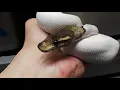 Sterling Sandblast Pied Ball Python Female