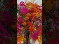 Download Lagu bougainvillea plant with decorative colors! #bougainvillea