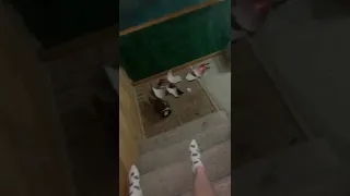 CAUGHT VAPING Shorts 