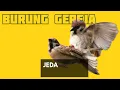 Suara Burung Gereja Tarung Masteran Murai Batu MP3 download