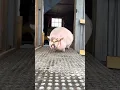 Download Lagu Rescue Pig Paulie says \