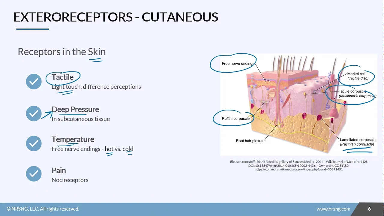 Anatomy & Physiology Sensory Basics