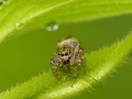 Cute Jumping Spider Eats an Aphid