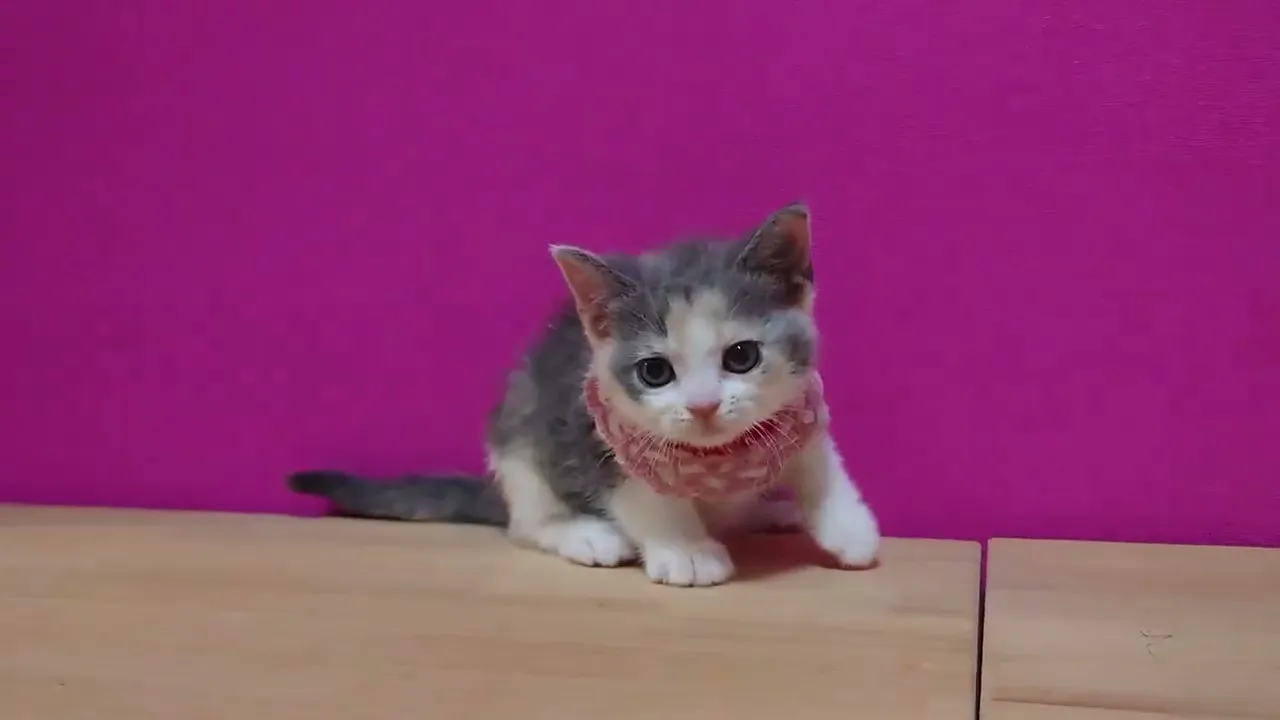動画