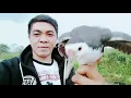 Download Lagu burung kroak kroak