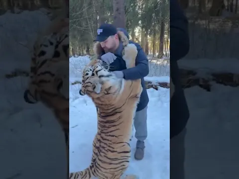 Un tigre camina por el bosque #lifeisbutadream