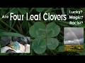 The Lucky Meaning of Four Leaf Clover Tattoos