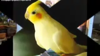 يا صباح الخير ام كلثوم 