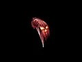 Laurie's Theme - John Carpenter