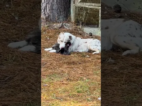 Dog Plays With Chicken Bestie