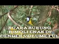 Download Lagu 🟢Masteran Burung kancilan emas/bimoli gacor buat pancingan