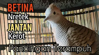 perkutut betina memanggil jantan suara nretek betina di sahuti kerot jantan pancingan terampuh