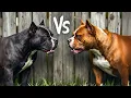 What s the Difference Between Pitbull and American Bully