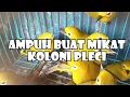 Download Lagu Mp3 pikat pleci liar terjamin panen