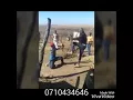 Lagu Tholukuthi Zulu's can beat the hell out of you