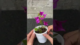 طريقة اكثار الجهنمية بسهولة 