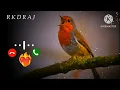 Download Lagu Bird Bgm Ringtones_ Bird chirping_ Instrumental ringtone_ Bird Sound ringtones(720P_60FPS)