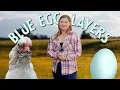 Blue Eggs Green Eggs and Which Hens Lay Them