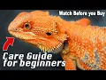 Bearded Dragon Care Made Simple
