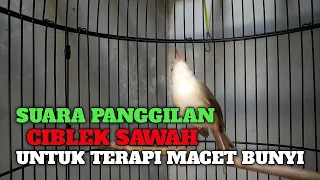 suara panggilan ciblek sawah untuk pancingan ciwah bahan
