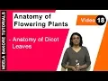 Anatomy of Flowering Plants NEET Anatomy of Dicot Leaves Neela Bakore Tutorials
