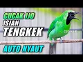 Lagu CUCAK IJO GACOR ISIAN TENGKEK UDANG COCOK BUAT MASTERAN DAN PANCINGAN AGAR IJO LAIN CEPAT JAMTROK