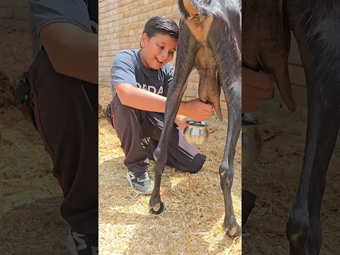 Ashmeet Bana Cook | Making Fresh Banana Shake #shorts #funny #vlog #food