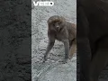 Why Baboons Have Red Bottoms