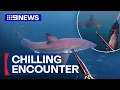 Download Lagu Fisherman’s close encounter with Great White shark | 9 News Australia