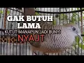 Download Lagu PERKUTUT LOKAL GACOR mbekur Ngerot bikin EMOSI lawan jadi NYAUT BUNYI ikutan manggung 