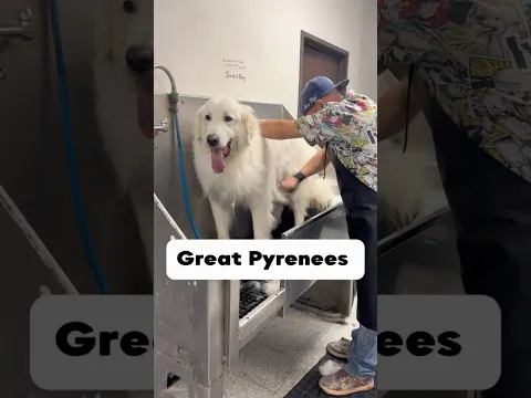 This Pyrenees was pretty great #greatpyrenees #dogsofyoutube  #doggroomer  #dogbath #pyrenees