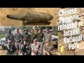 Download Lagu Chinese Pangolin (Manis pentadactyla) | Rescue and Rehabilitation | Intanki National Park ||