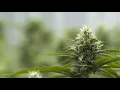 Dispensary owner preparing for marijuana policy shifts in Michigan Ohio