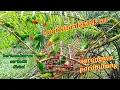 Download Lagu SETINGGI 135 CM TANDAN SAWIT TEMPAT MENJEBAK BURUNG SERINDIT YANG BANYAK!! BIRD TRAP