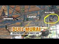 Duel Seru Murai CASPER 🔥Superman dan RAJA SUJUD di SMM feat. Priyanto Jaya SF