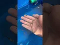 Download Lagu Coba lagi nangkep ikan pakai tangan kosong 🫢🫢