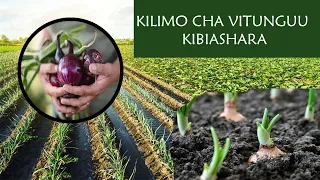 Mikoa Inayokubali Kilimo Cha Vitunguu Msimu Unaofaa Kulima Na Masharti Yake JIUNGE NA MAFUNZO 