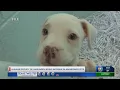 HUMANE SOCIETY OF HARLINGEN SEEING INCREASE IN ABANDONED PETS