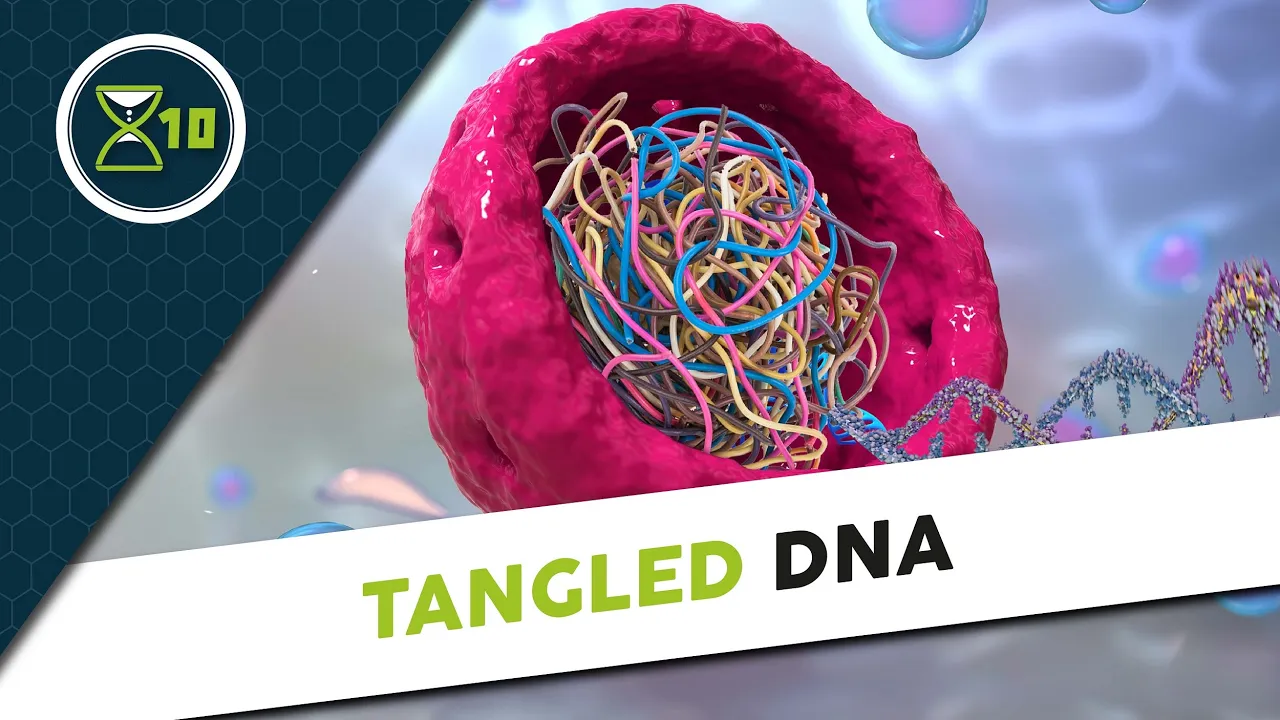 How the tangles in your DNA make you age