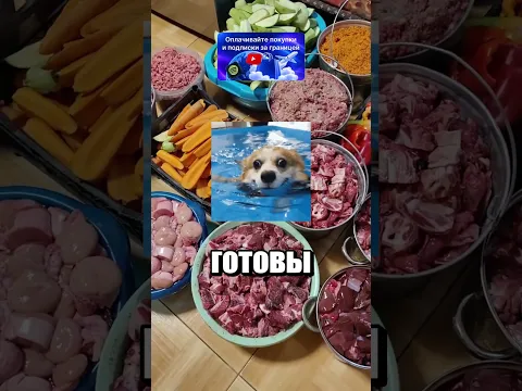 ЭТО ВСЕ ДЛЯ СОБАЧЕК
