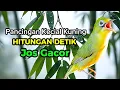 Download Lagu Pancingan Kecial Kuning Ngejos Gacor Hitungan Detik Ikut Jos Gacor 
