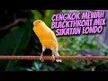 PALING DICARI - MASTERAN KENARI ISIAN BLACKTHROAT MIX SIKATAN LONDO GACOR