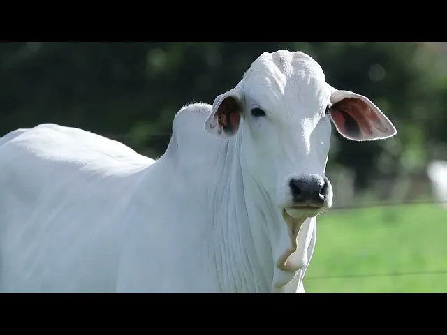 Novilha Nelore NBEM - 446