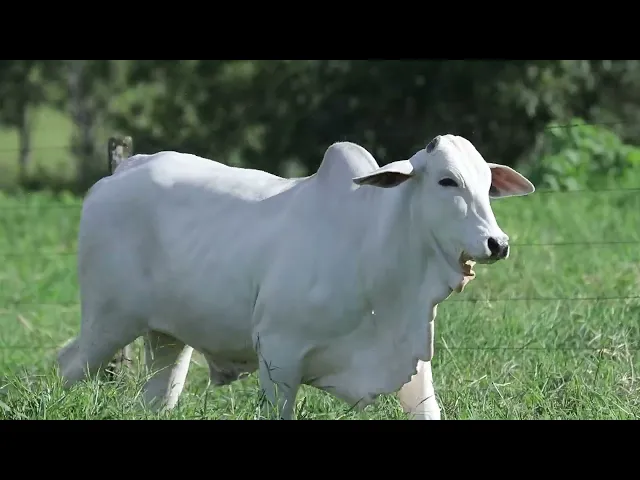 Novilha Nelore NBEM - 446