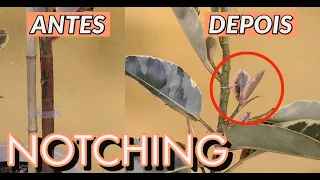 NOTCHING | Para brotar nos caules!