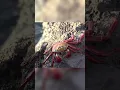Download Lagu Exploring the Fascinating World of Red Rock Crabs #crab #shorts #viral #4k