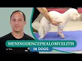 Meningoencephalomyelitis in Dogs Causes Signs and Treatment Options